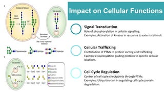 Impact on Cellular Functions
Signal Transduction
Role of phosphorylation in cellular signalling.
Examples: Activation of kinases in response to external stimuli.
Cellular Trafficking
Contribution of PTMs to protein sorting and trafficking.
Examples: Glycosylation guiding proteins to specific cellular
locations.
Cell Cycle Regulation
Control of cell cycle checkpoints through PTMs.
Examples: Ubiquitination in regulating cell cycle protein
degradation.
 