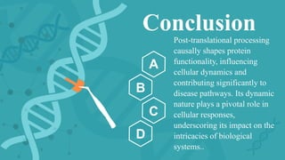 Conclusion
Post-translational processing
causally shapes protein
functionality, influencing
cellular dynamics and
contributing significantly to
disease pathways. Its dynamic
nature plays a pivotal role in
cellular responses,
underscoring its impact on the
intricacies of biological
systems..
A
B
C
D
 