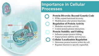 Importance in Cellular
Processes
Protein Diversity Beyond Genetic Code
• PTMs expand functional diversity.
• Modifications alter protein functions.
Regulation of Protein Activity
• Modulate enzymatic activity.
• Control protein-protein interactions.
Protein Stability and Folding
• Influence proper protein folding.
• Impact protein stability and structure.
Cellular Localization Regulation
• Determine protein location within the cell.
• Regulate function in specific organelles.
 