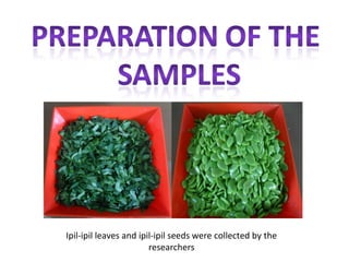 Ipil-ipil leaves and ipil-ipil seeds were collected by the
                        researchers
 