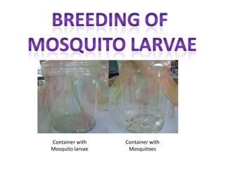 Container with    Container with
Mosquito larvae    Mosquitoes
 