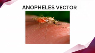 ANOPHELES VECTOR
 
