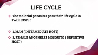 LIFE CYCLE
✧ The malarial parasites pass their life cycle in
TWO HOSTS :
✧ 1. MAN [ INTERMEDIATE HOST)
✧ 2. FEMALE ANOPHELES MOSQUITO ( DEFINITIVE
HOST )
 
