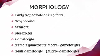 MORPHOLOGY
✧ Early trophozoite or ring form
✧ Trophozoite
✧ Schizont
✧ Merozoites
✧ Gametocyte
✧ :Female gametocyte(Macro - gametocyte)
✧ :Male gametocyte ( Micro - gametocyte)
 
