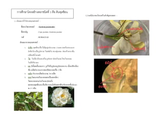 ชื่อดอก : พุดซ้อน
1.1ลักษณะทั่วไปทางพฤกษศาสตร์ :
ชื่อทางวิทยาศาสตร์ : Gardeniajasminoides
ชื่อสามัญ :Cape jasmine, Gardenia jasmine
วงศ์ : RUBIACEAE
ลักษณะทางพฤกษศาสตร์ :
1. ลำต้น พุดซ้อนเป็นไม้พุ่มสูงประมาณ1-2เมตรแตกกิ่งแขนงมาก
ลาต้นเรียวเป็นรูปกรวย ไม่ผลัดใบ ทรงพุ่มกลม ค่อนข้างหนาทึบ
เปลือกสีน้าตาลดา
2. ใบ ใบเดี่ยวเรียงตรงข้ามรูปหอก ปลายใบและโคนใบแหลม
ใบมีสีเขียวมน
3. ผล มีทั้งผลสั้นและยาว รูปไข่ถึงรูปแกมรูปขอบขนาน เมื่อแก่สีเหลือง
ส้ม เมล็ดจานวนมากผลแก่จัดจะแตกเป็น 2ซีก
4. เมล็ด จานวนเมล็ดประมาณ 3-6เมล็ด
5. ดอกโดยมากแล้วจะออกดอกเป็นดอกเดี่ยว
โดยจะออกตามง่ามใบและปลายกิ่ง
ดอกของพุดซ้อนจะเป็นสีขาวและมีกลีบดอกซ้อนกันหลายชั้นประมา
ณ5-7 กลีบ
1.2องค์ประกอบโครงสร้างสาคัญของดอก :
การศึกษาโครงสร้างดอกชนิดที่ 3 คือ ต้นพุดซ้อน
 