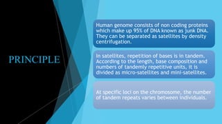 PRINCIPLE
Human genome consists of non coding proteins
which make up 95% of DNA known as junk DNA.
They can be separated as satellites by density
centrifugation.
In satellites, repetition of bases is in tandem.
According to the length, base composition and
numbers of tandemly repetitive units, it is
divided as micro-satellites and mini-satellites.
At specific loci on the chromosome, the number
of tandem repeats varies between individuals.
 