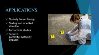 APPLICATIONS
 To study human lineage
 To diagnose inherited
disorders
 For forensic studies
 To solve
paternity/maternity
disputes
 