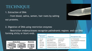 TECHNIQUE
1. Extraction of DNA
- from blood, saliva, semen, hair roots by salting
out proteins.
2. Digestion of DNA using restriction enzymes
- Restriction endonucleases recognize palindromic regions and cut DNA
forming sticky or blunt ends.
 