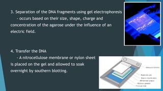 3. Separation of the DNA fragments using gel electrophoresis
- occurs based on their size, shape, charge and
concentration of the agarose under the influence of an
electric field.
4. Transfer the DNA
- A nitrocellulose membrane or nylon sheet
is placed on the gel and allowed to soak
overnight by southern blotting.
 