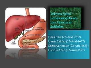 EmbryonicNormal
Development of Stomach,
Liver, Pancreas and
Gallbladder
Falak Sher (22-Arid-2732)
Umair Ashfaq (22-Arid-1637)
Sheharyar Imtiaz (22-Arid-1633)
Hanzila Aftab (22-Arid-1597)
 