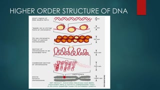 HIGHER ORDER STRUCTURE OF DNA
 