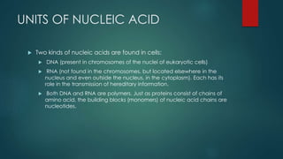 UNITS OF NUCLEIC ACID
 Two kinds of nucleic acids are found in cells:
 DNA (present in chromosomes of the nuclei of eukaryotic cells)
 RNA (not found in the chromosomes, but located elsewhere in the
nucleus and even outside the nucleus, in the cytoplasm). Each has its
role in the transmission of hereditary information.
 Both DNA and RNA are polymers. Just as proteins consist of chains of
amino acid, the building blocks (monomers) of nucleic acid chains are
nucleotides.
 