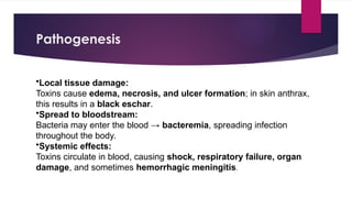 Comprehensive Overview of Anthrax: Causative Agent, Pathogenesis ...