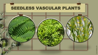SLIDESMANIA.COM
SEEDLESS VASCULAR PLANTS
 