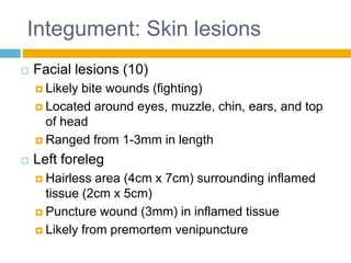 Integument: Skin lesions
   Facial lesions (10)
     Likelybite wounds (fighting)
     Located around eyes, muzzle, chin, ears, and top
      of head
     Ranged from 1-3mm in length

   Left foreleg
     Hairless  area (4cm x 7cm) surrounding inflamed
      tissue (2cm x 5cm)
     Puncture wound (3mm) in inflamed tissue

     Likely from premortem venipuncture
 