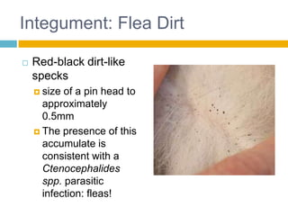Integument: Flea Dirt

   Red-black dirt-like
    specks
     size of a pin head to
      approximately
      0.5mm
     The presence of this
      accumulate is
      consistent with a
      Ctenocephalides
      spp. parasitic
      infection: fleas!
 