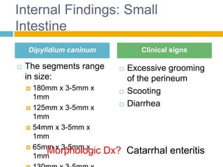 Internal Findings: Small
Intestine
    Dipylidium caninum             Clinical signs

   The segments range         Excessive grooming
    in size:                    of the perineum
     180mm x 3-5mm x          Scooting
      1mm
     125mm x 3-5mm x
                               Diarrhea
      1mm
     54mm x 3-5mm x
      1mm
     65mm x 3-5mm x
      1mm
         Morphologic     Dx? Catarrhal enteritis
 