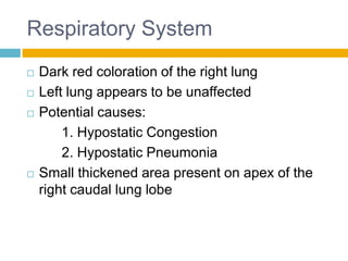 Respiratory System
   Dark red coloration of the right lung
   Left lung appears to be unaffected
   Potential causes:
        1. Hypostatic Congestion
        2. Hypostatic Pneumonia
   Small thickened area present on apex of the
    right caudal lung lobe
 
