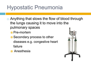 Hypostatic Pneumonia
   Anything that slows the flow of blood through
    the lungs causing it to move into the
    pulmonary spaces
     Pre-mortem

     Secondary process to other
     diseases e.g. congestive heart
     failure
     Anesthesia
 