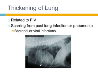 Thickening of Lung
   Related to FIV
   Scarring from past lung infection or pneumonia
     Bacterial   or viral infections
 