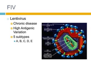 FIV
   Lentivirus
     Chronic  disease
     High Antigenic
      Variation
     5 subtypes
       A,   B, C, D, E
 