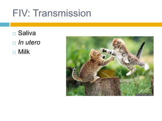 FIV: Transmission
   Saliva
   In utero
   Milk
 