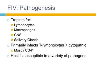 FIV: Pathogenesis
   Tropism for:
     Lymphocytes

     Macrophages

     CNS

     Salivary   Glands
   Primarily infects T-lymphocytes cytopathic
     Mostly   CD4+
   Host is susceptible to a variety of pathogens
 