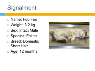 Signalment
   Name: Foo Foo
   Weight: 3.2 kg
   Sex: Intact Male
   Species: Feline
   Breed: Domestic
    Short Hair
   Age: 12 months
 