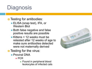 Diagnosis
 Testing   for antibodies:
   ELISA (snap      test), IFA, or
    Western Blot
   Both false negative and false
    positive results are possible
   Kittens < 12 weeks must be
    retested after 12 weeks of age to
    make sure antibodies detected
    were not maternally derived
 Testing   for the virus:
   Proviral   DNA
        PCR
           Found in peripheral blood
            leukocytes of infected cats
 