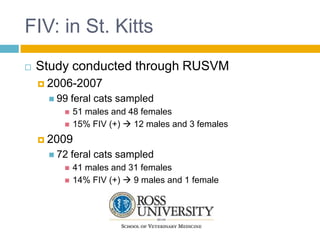FIV: in St. Kitts
   Study conducted through RUSVM
     2006-2007
      99   feral cats sampled
           51 males and 48 females
           15% FIV (+)  12 males and 3 females
     2009
      72   feral cats sampled
           41 males and 31 females
           14% FIV (+)  9 males and 1 female
 
