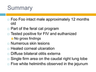 Summary
   Foo Foo intact male approximately 12 months
    old
   Part of the feral cat program
   Tested positive for FIV and euthanized
     No   gross findings
   Numerous skin lesions
   Healed corneal ulceration
   Diffuse bilateral otitis externa
   Single firm area on the caudal right lung lobe
   Five white helminths observed in the jejunum
 