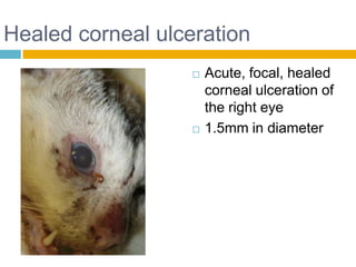 Healed corneal ulceration
                      Acute, focal, healed
                       corneal ulceration of
                       the right eye
                      1.5mm in diameter
 