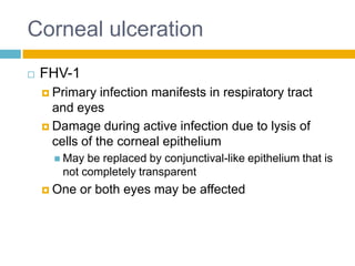 Corneal ulceration
   FHV-1
     Primary   infection manifests in respiratory tract
      and eyes
     Damage during active infection due to lysis of
      cells of the corneal epithelium
       May  be replaced by conjunctival-like epithelium that is
        not completely transparent
     One   or both eyes may be affected
 