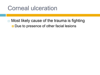 Corneal ulceration
   Most likely cause of the trauma is fighting
     Due   to presence of other facial lesions
 