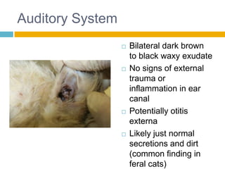 Auditory System
                     Bilateral dark brown
                      to black waxy exudate
                     No signs of external
                      trauma or
                      inflammation in ear
                      canal
                     Potentially otitis
                      externa
                     Likely just normal
                      secretions and dirt
                      (common finding in
                      feral cats)
 