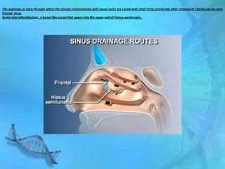 The openings or ostia through which the sinuses communicate with nasal cavity are coved with overl ining concha but after removal of concha can be seen
Frontal sinus
drains into infundibulum , a furnel like turnel that opens into the upper end of hiatus semilunaris .
 