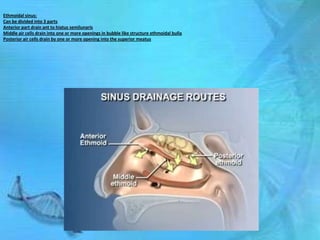 Ethmoidal sinus:
Can be divided into 3 parts
Anterior part drain ant to hiatus semilunaris
Middle air cells drain into one or more openings in bubble like structure ethmoidal bulla
Posterior air cells drain by one or more opening into the superior meatus
 