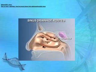 Sphenoidal sinus:
One or more openings may be presnt drains into sphenoethmoidal sinus
 