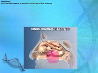 Maxillary sinus
drains into middle meatus by an opening in the inferior part of hiatus semilunaris
 