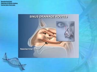 Nasolacrimal duct
Opening at inferior meatus
Carries tears from eyes
 