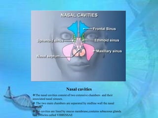 Nasal cavities
The nasal cavities consist of two extensive chambers and their
associated nasal sinuses.
 The two main chambers are separated by midline wall the nasal
septum.
The cavities are lined by mucus membrane,contains sebaceous glands
hair follicles called VIBRISSAE
 