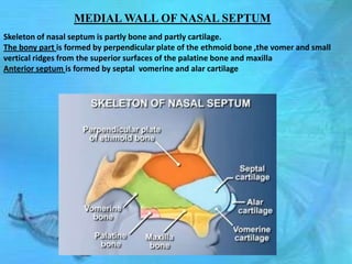 MEDIAL WALL OF NASAL SEPTUM
Skeleton of nasal septum is partly bone and partly cartilage.
The bony part is formed by perpendicular plate of the ethmoid bone ,the vomer and small
vertical ridges from the superior surfaces of the palatine bone and maxilla
Anterior septum is formed by septal vomerine and alar cartilage
 