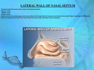 LATERAL WALL OF NASAL SEPTUM
The lateral wall of the nasal cavity consist of prominent elevation
Superior concha
 Middle concha
Inferior concha
Conchas narrow the nasal passage create large surface area foricng inhaled air to pass around and over them which helps in warming n moisting of air
Chonca are projections of bones from lateral wall of the nasal cavity covered by mucous membrane
 