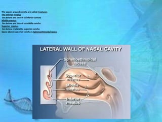 The spaces around concha are called meatuses
The inferior meatus
lies below and lateral to inferior concha
Middle meatus
lies below and lateral to middle concha
Superior meatus
lies below n lateral to superior concha
Space above sup erior concha is Sphenoethmoidal recess
 