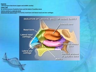 Superior
 ethmoid bone that forms (upper and middle concha)
Lower half
by vertical process of palatine bone and the body of maxillary bone
Inerior concha is a separate bone
Anteriorly the lateral wall is formed by nasal bone and lateral nasal and alar cartilages
 