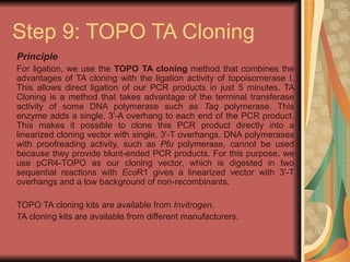 Step 9: TOPO TA Cloning ,[object Object],[object Object],[object Object],[object Object]