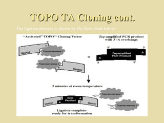 TOPO TA Cloning cont. ,[object Object]