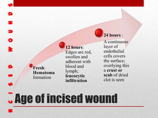 Age of incised wound
Fresh:
Hematoma
formation
12 hours:
Edges are red,
swollen and
adherent with
blood and
lymph;
leucocytic
infiltration
24 hours :
A continuous
layer of
endothelial
cells covers
the surface;
overlying this
a crust or
scab of dried
clot is seen
 