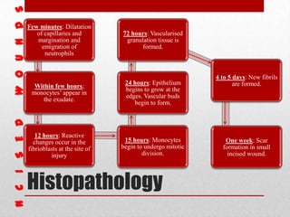 Histopathology
Few minutes: Dilatation
of capillaries and
margination and
emigration of
neutrophils
Within few hours;
monocytes’ appear in
the exudate.
12 hours: Reactive
changes occur in the
fibrioblasts at the site of
injury
15 hours: Monocytes
begin to undergo mitotic
division.
24 hours: Epithelium
begins to grow at the
edges. Vascular buds
begin to form.
72 hours: Vascularised
granulation tissue is
formed.
4 to 5 days: New fibrils
are formed.
One week: Scar
formation in small
incised wound.
 