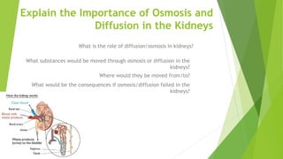 Explain the Importance of Osmosis and
Diffusion in the Kidneys
Where would they be moved from/to?
What would be the consequences if osmosis/diffusion failed in the
kidneys?
What substances would be moved through osmosis or diffusion in the
kidneys?
What is the role of diffusion/osmosis in kidneys?
 